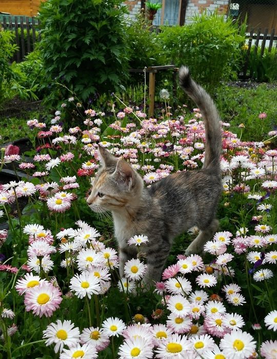 Котята в добрые ручки