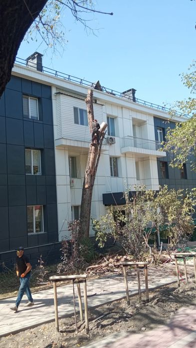 Спил деревьев не дорого Алматы