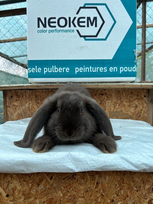 Crescătorie iepuri