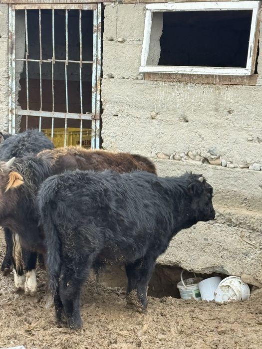 Бык бука сатылады