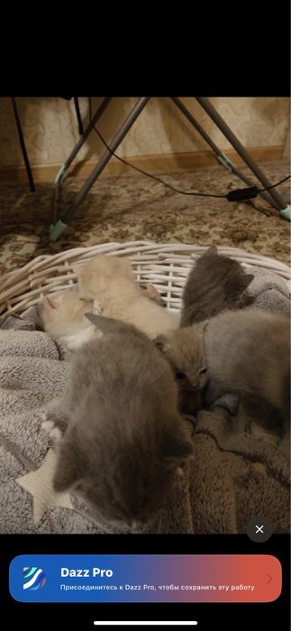 Продам котёнки британские