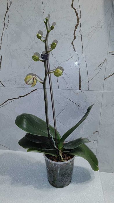 Орхидея фаленопсис Кимоно