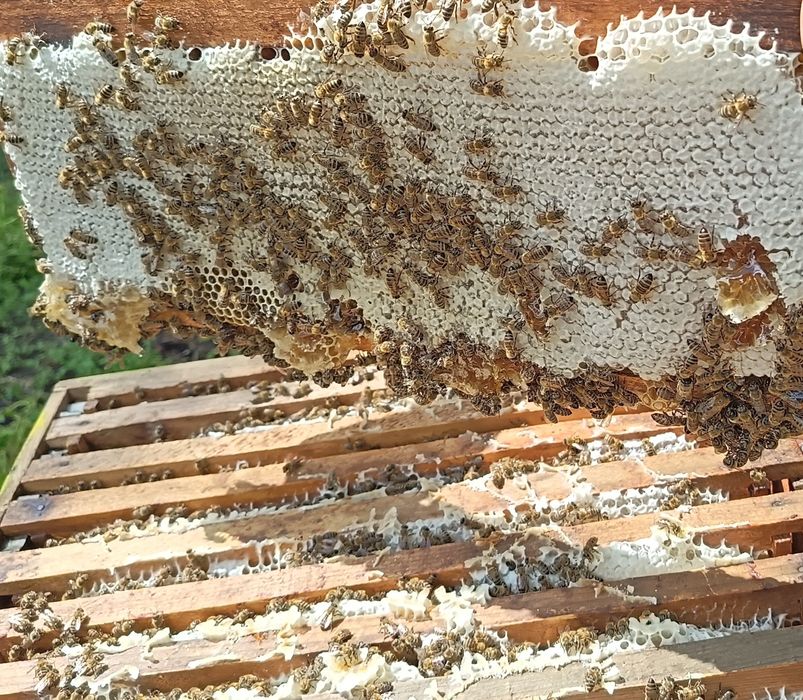Miere de albine naturala