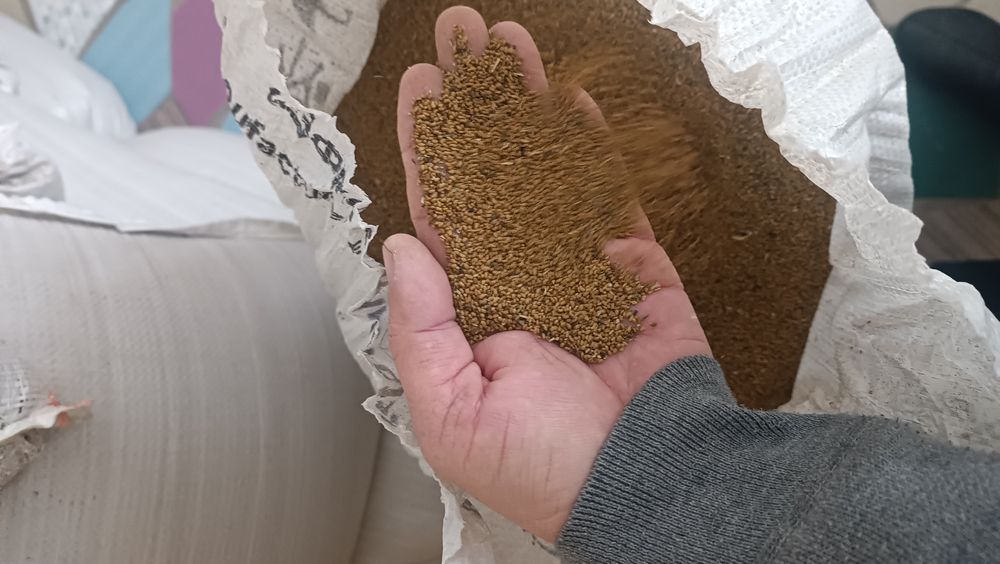 Жоңыршқа ұрығы сатылады.