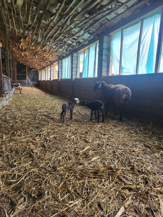 Egizchi qo‘y sotiladi