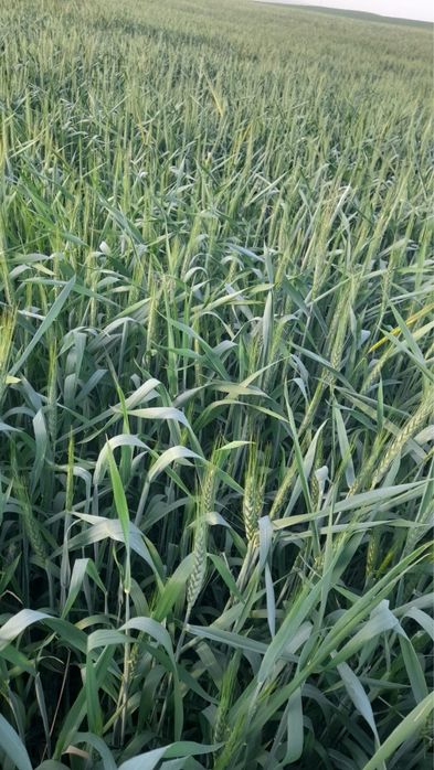 Ұрықтық бидай сатылады