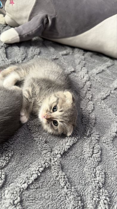 Продам котят вислоухие