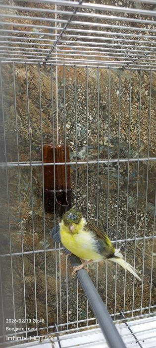 Valnisti papugay 3 para vzrosli obmen bor