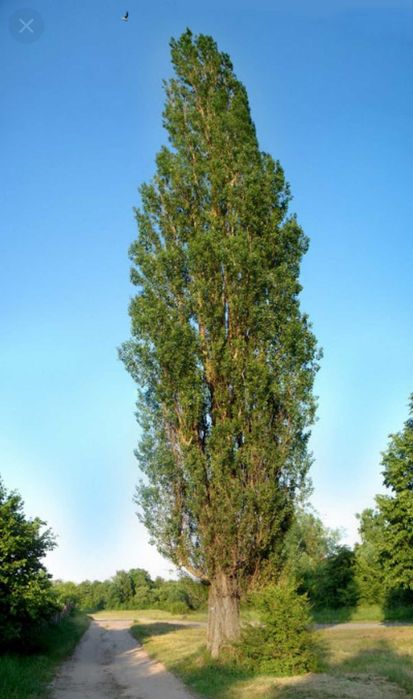 Тополиные деревья. Тополиные деревья. Тополь пирамидальный серебристый. Тополь populus alba. Тополь башкирский пирамидальный.