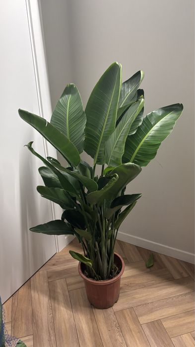 Комнатные растения/ Озеленение офисов кофейн ресторанов