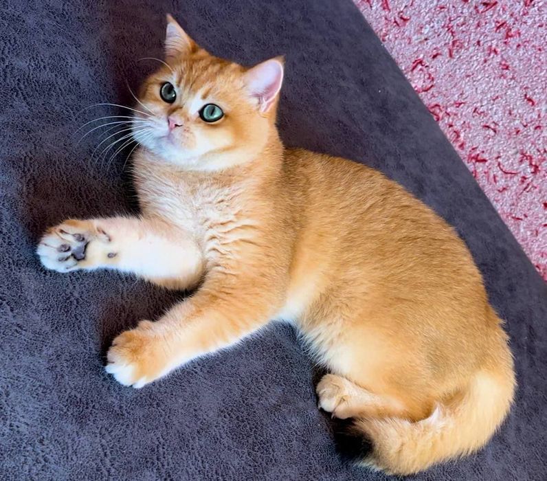 Котята от правильной вязки