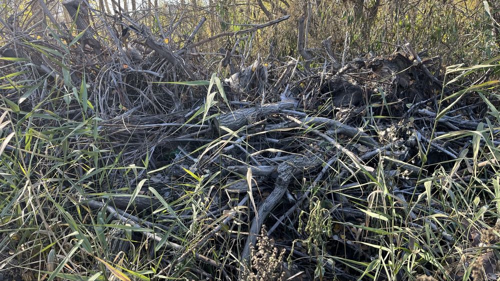 Дрова бесплатно самовывоз