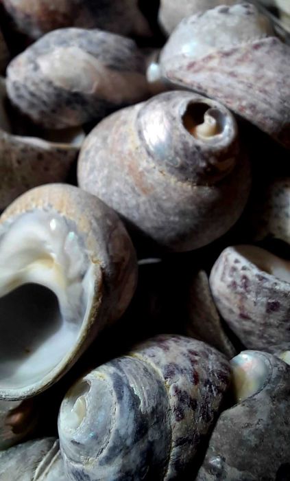 Морски раковини охлювчета