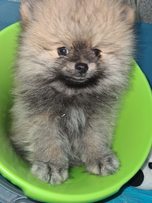 Померанский шпиц