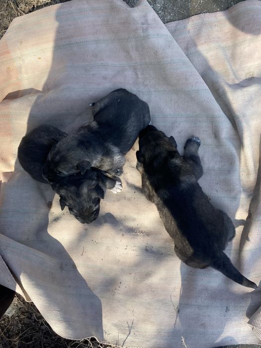 Овчарка кушыктеры