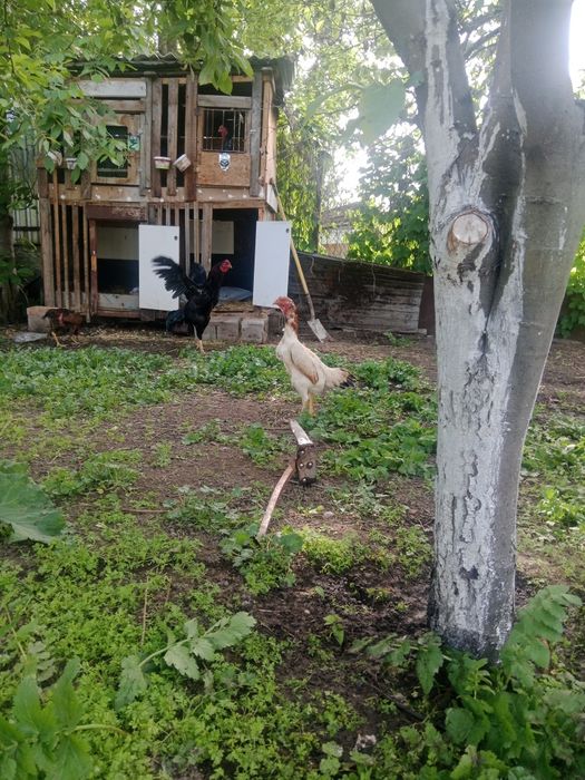 Продам дакан курица