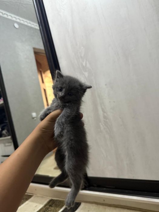 Отдам котят( даром)