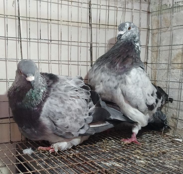 Porumbeii mondaini