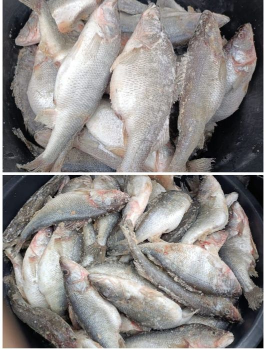 Алакольская свежая рыба