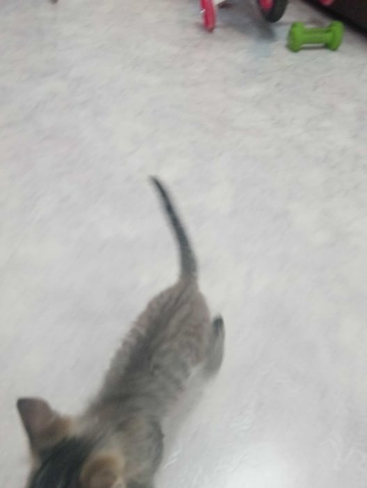 Отдам котёнок в добрые руки