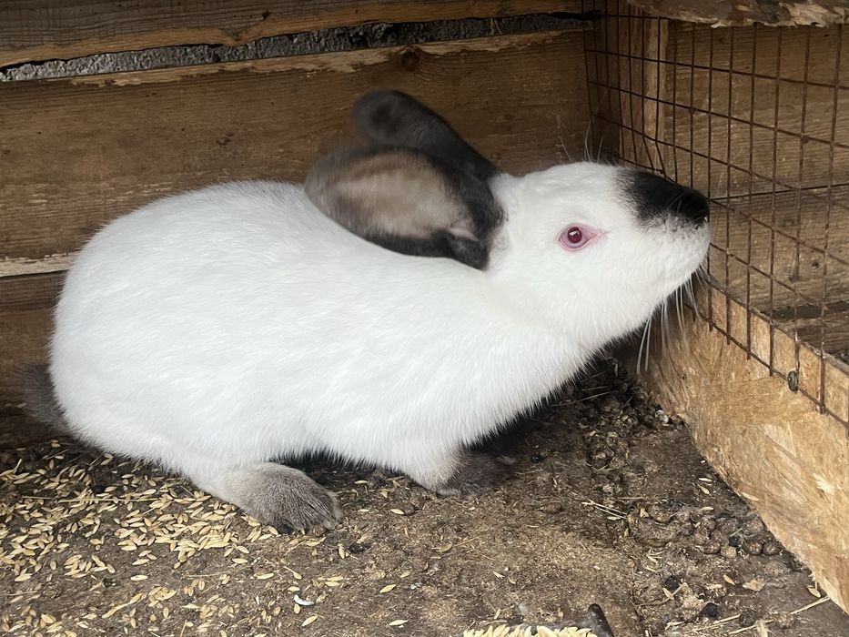 Продам кроликов