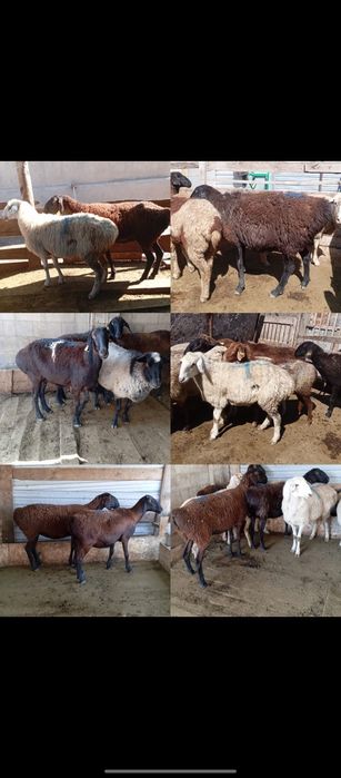 Продаю баранов жирные