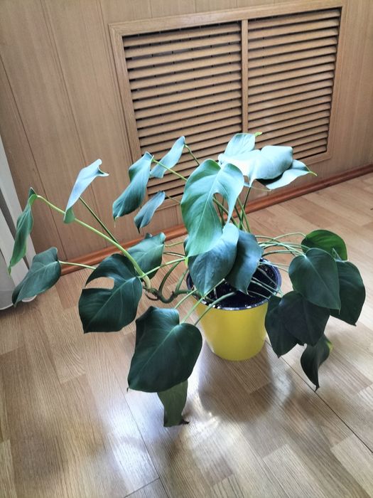 Монстера комнатная