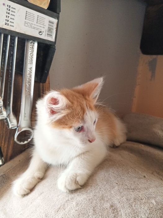 Мини котики, мальчики котята