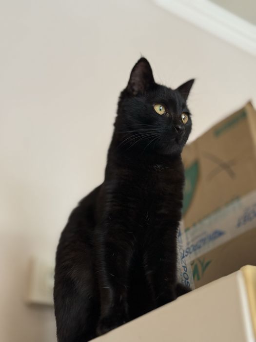 Багира красивая ласковая кошка