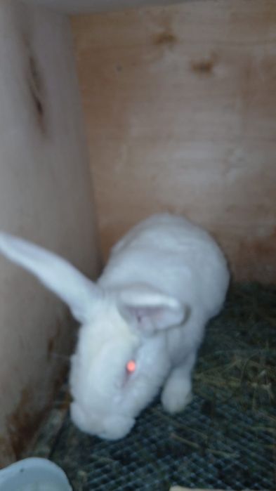 На продаже 4самца