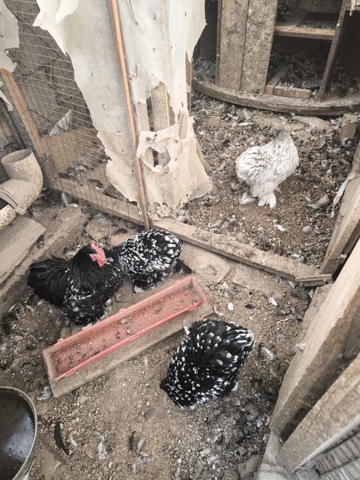 Продается семейка куры породы кохи мраморные
