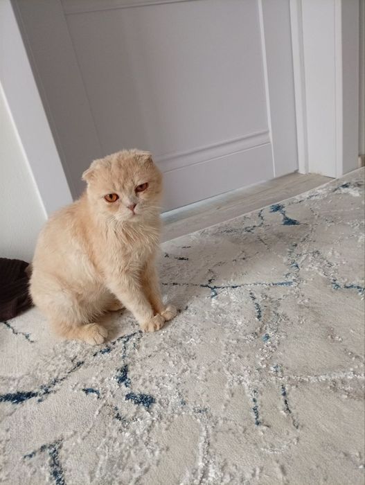 Skoch fold  srochna sotiladi