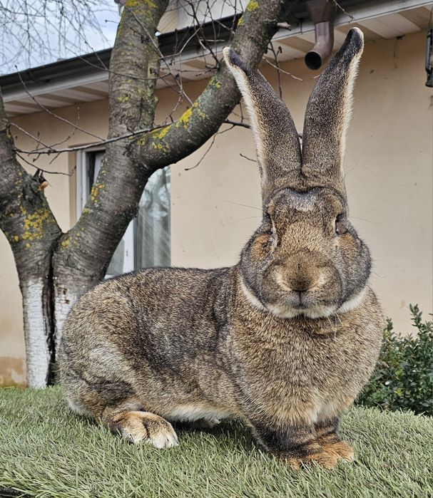 Mascul Urias German Campion Expo Pajura