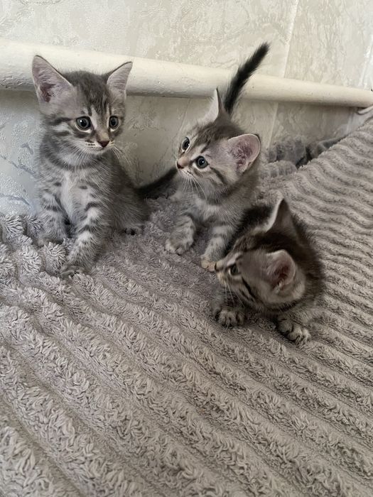 Отдам котят даром