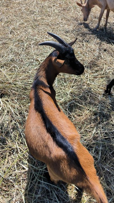 Vând iezi alpin francezi