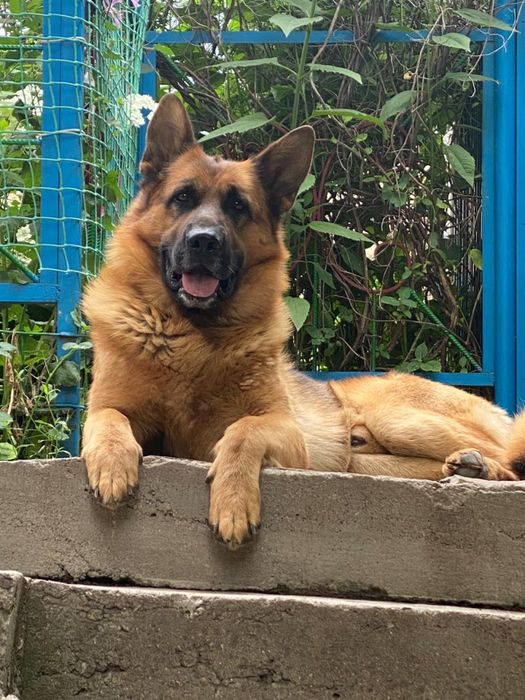 Вязка кабель немецкая овчарка