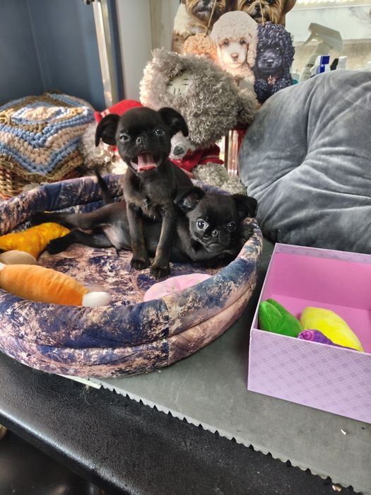 Продам щенков пти брабансона