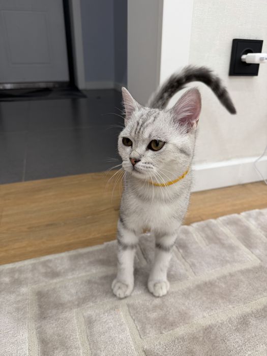 Шотландец прямоухий котенок