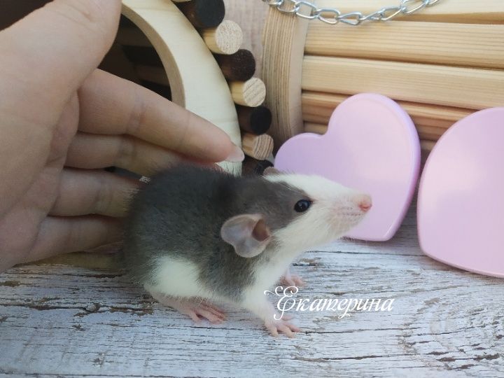 Крысы дамбо хаски, черные дамбо и капюшонки