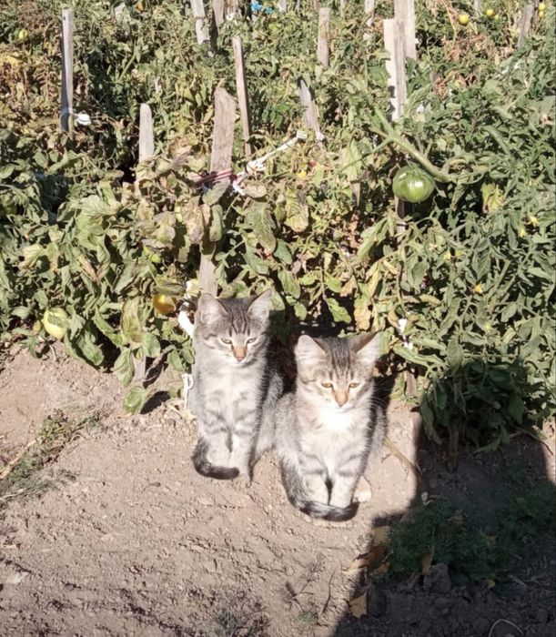 Кошечки ищут дом