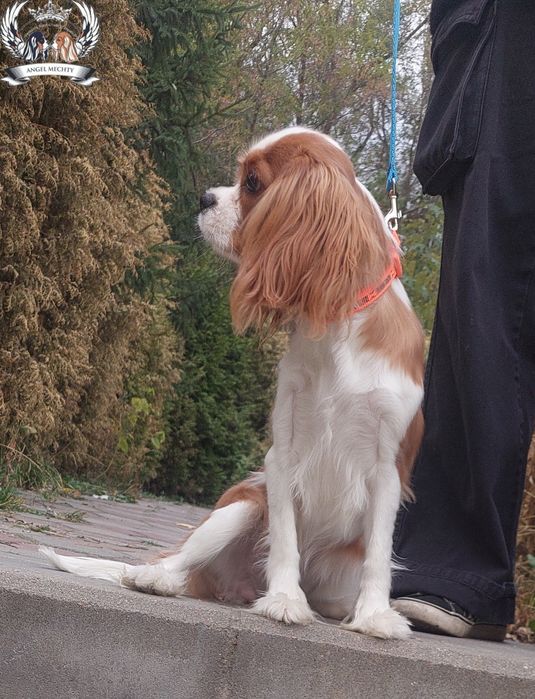 Кавалер Кинг Чарльз Спаниель девочка блейнхейм