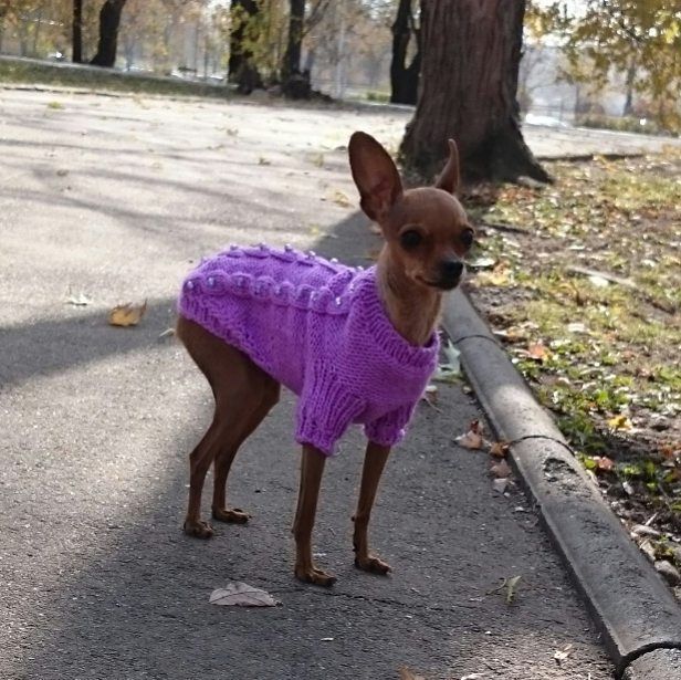 Свитерок для собачки новый