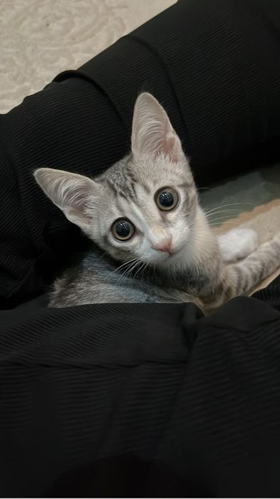 котенок,3 месяца,