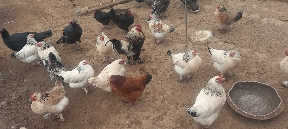 Тауық қораз сатамын