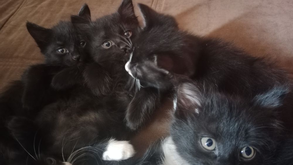 Отдам котят в добрые руки