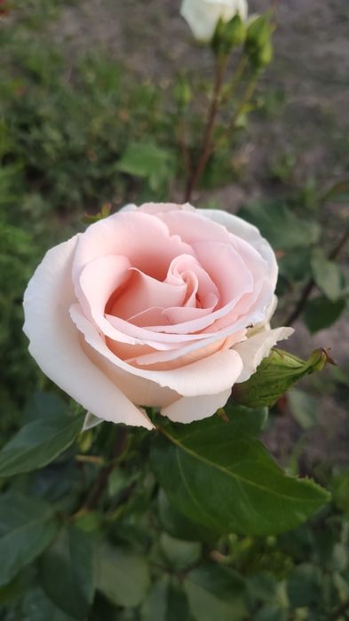 Саженцы атырау .