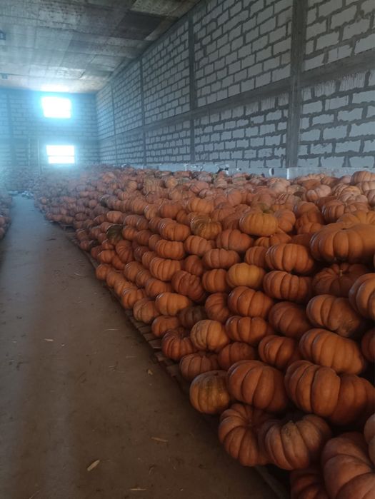 Продается тыква, Алматинская область с.Али,