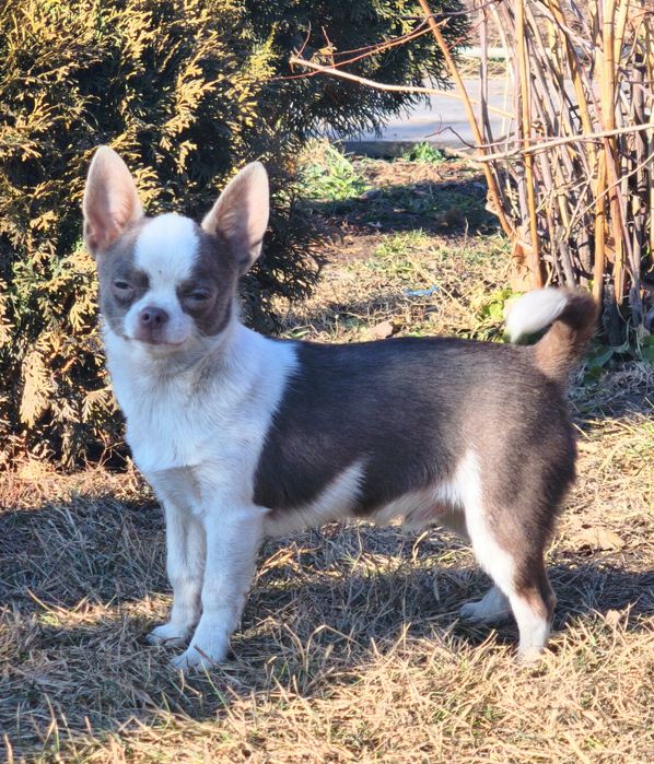 Мальчик чихуахуа