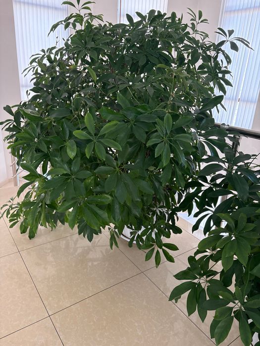 Офисные цветы в ассортименте