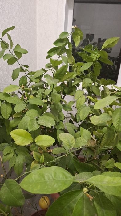 Лимон . Домашний лимон.